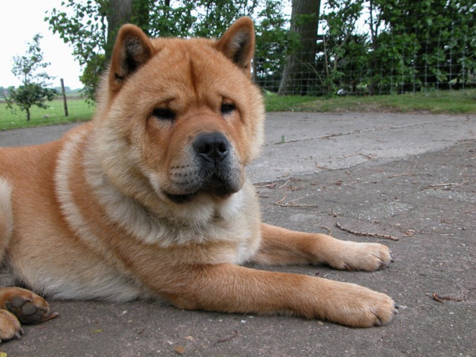 Astuce 1: Comment peigner le chien au printemps