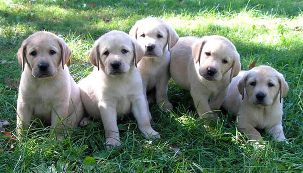 Comment nommer un chiot Labrador