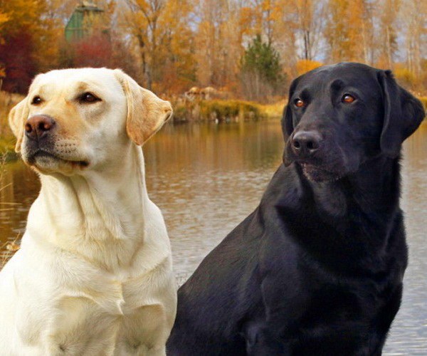 Adulte Labrador