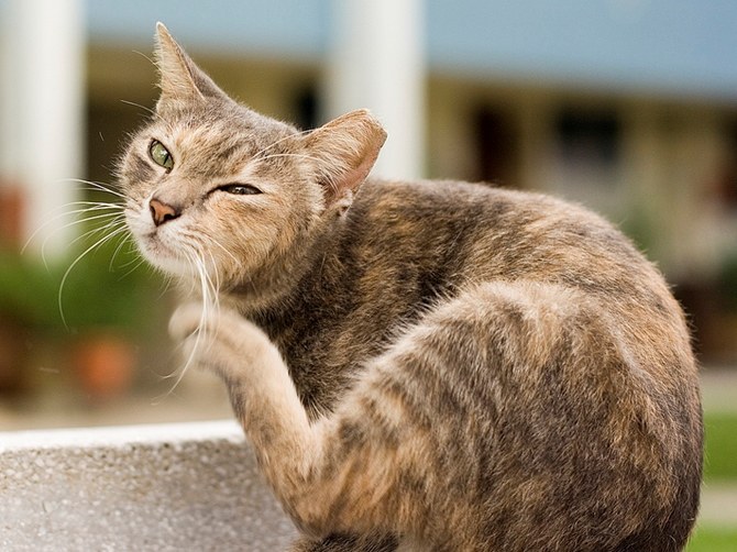 Comment les puces ressemblent aux chats