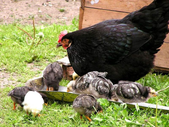 Pourquoi les poules portent des oeufs?