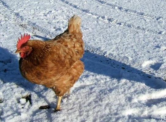 Astuce 1: Comment faire pousser les poulets