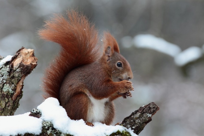 Comment les animaux se préparent pour l'hiver