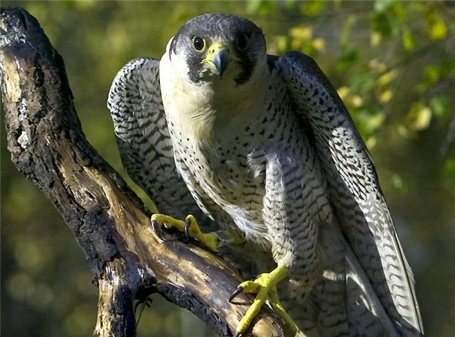 Quel est l'oiseau le plus rapide sur Terre