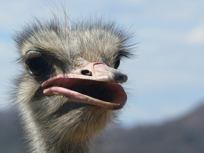 Quel est le plus gros oiseau de la planète?