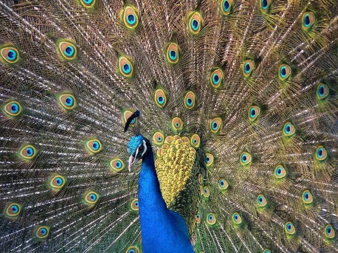 Quel oiseau est le plus beau du monde