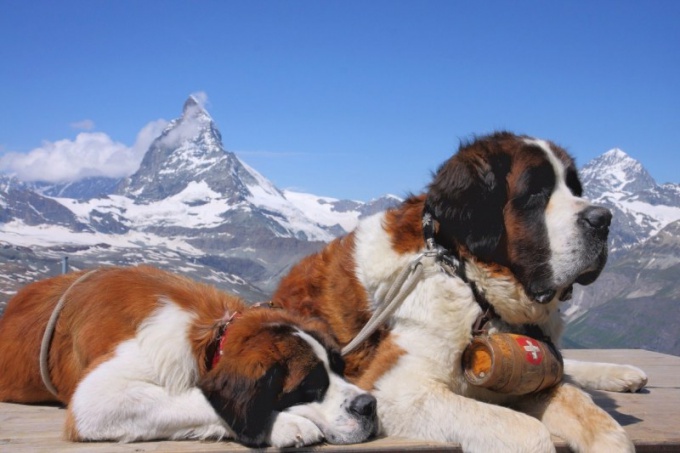 Astuce 1: Quelques traits de chiens St. Bernard