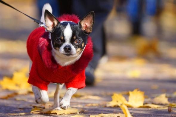 Les animaux domestiques ont-ils besoin de vêtements?