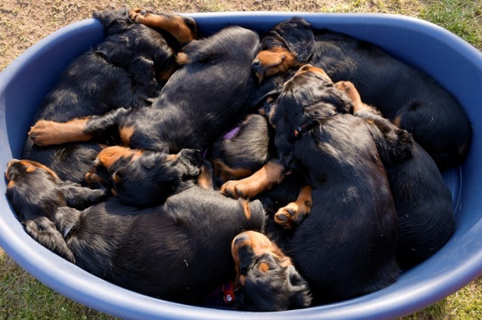 Comment choisir un chiot d'une portée