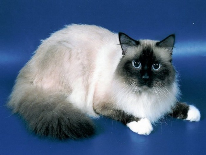 Astuce 1: races de chats: birman