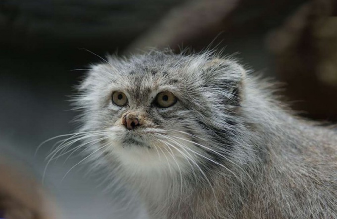  Beaucoup d'animaux de la famille des chats sont nocturnes 