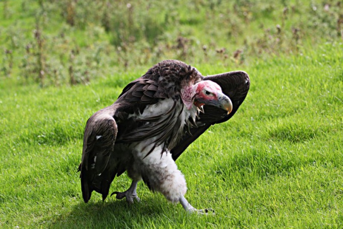 Le vautour est le plus féroce et le plus gros de tous les oiseaux de proie!