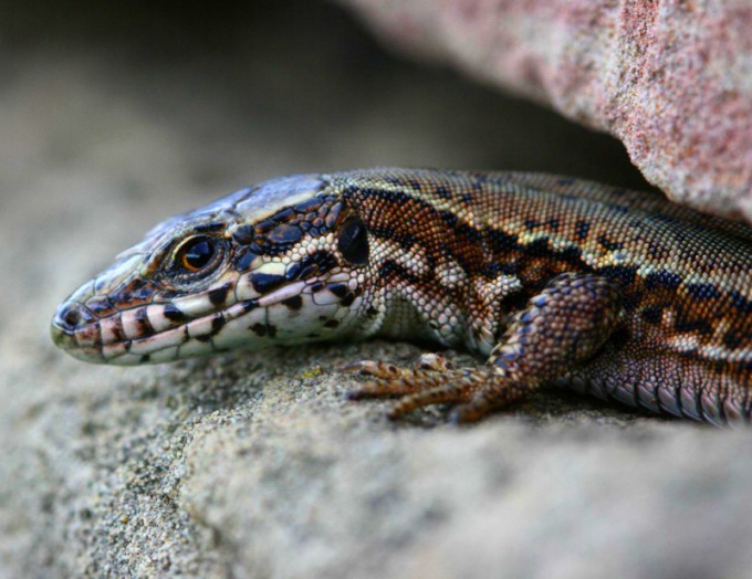 Le lézard vivant est une incroyable création de la nature!