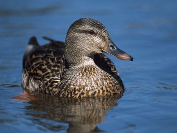 Canards - races communes en Russie