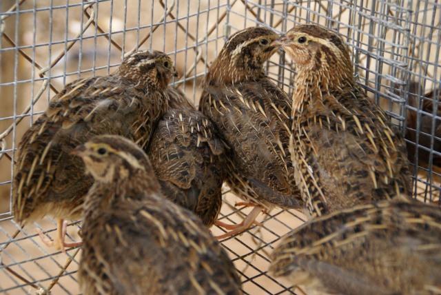 Dans quelles conditions il est nécessaire de garder une caille