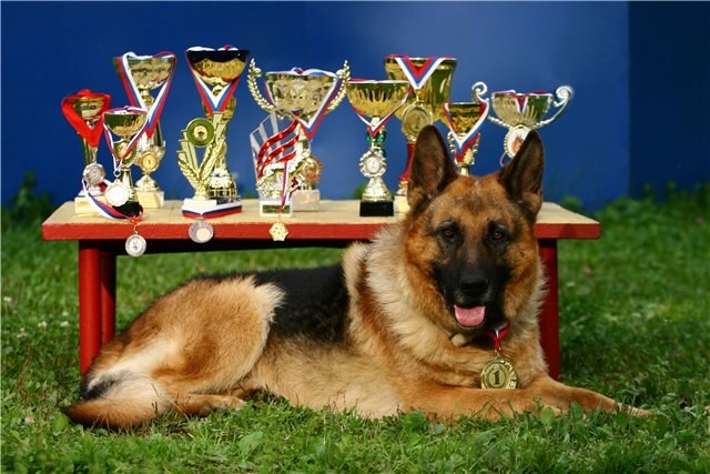 Chiens d'exposition - nous grandissons pour la victoire!